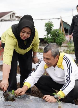 Gubernur Riau Gencar Tanam Cabe, Anda Kapan?
